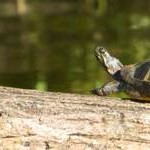 1turtle 1turtle