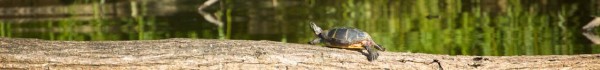 1turtle 1turtle