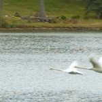 3swans_straight 3swans_straight