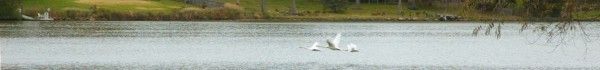 3swans_straight 3swans_straight