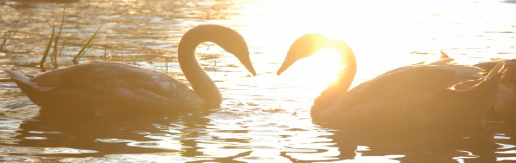 cropped-swans_heart_necks.jpg
