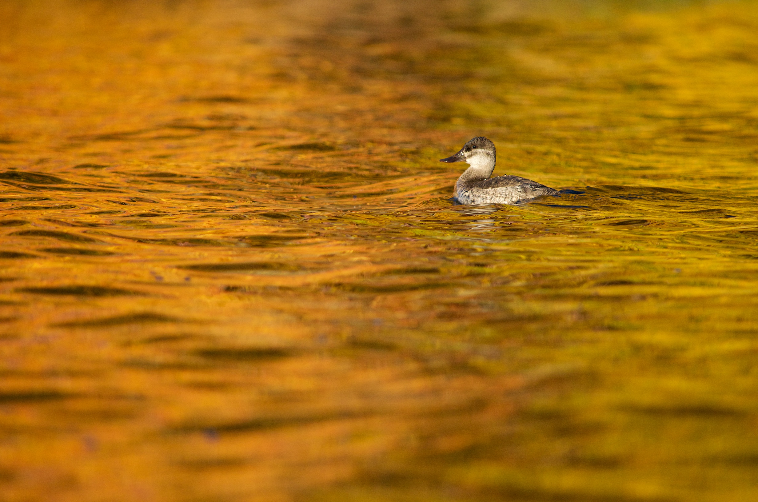 Ruddy Duck on Lake Truesdale