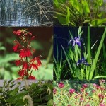 Some plants that are beneficial to buffer zones: Native sedges and rushes, Pickerelweed, Blue Flag iris, Swamp milkweed, Lizard’s Tail, Cardinal flower